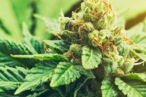 Types of Marijuana Strains?