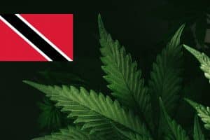 Trinidad and Tobago Government May Decriminalize Cannabis