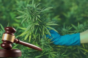 Italy Court Rules in Favor of Cultivating Cannabis for Personal Use