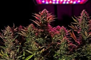 Hemp Plant in Jeannette to Reopen Under Strict Terms