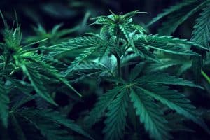 Lakeshore Allows Retail Cannabis in the Town