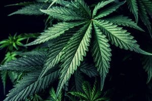 New Jersey Voters to Decide the Fate of Legalizing Recreational Marijuana