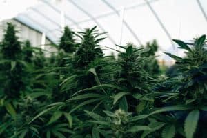 Rockland City is planning to use a lottery system to decide which vendors would operate recreational marijuana stores, as these stores would now operate in the city. The city council would take a vote on how recreational marijuana stores would operate and where. These regulations would facilitate the initiation of a municipal process, which would, in turn, help in the establishment and operation of the recreation business. The state has already started to accept applications for retail marijuana stores, and officials thus expect to benefit from these regulations soon. The city manager, Tom Luttrell, has said that “the regulations being considered by the council would limit the number of retail marijuana stores operating in Rockland to six and preference would be given to the four medical marijuana businesses that have been approved to operate in Rockland within last year.” The owners of these businesses may wish to expand their sales, in which case they would be allotted one of the six slots, the rest would be determined by the lottery system. Presently only one medical marijuana business named Scrimshaw is functional in Rockland city and the council has issued licenses to two out of three other businesses whom the planning board has given approval. The rest have not yet been provided with licenses, and their approval is still pending. The ones who have been issued licenses have their locations distributed almost throughout the city, both in the commercial zones and downtown. The city voters had not expressed their support for adult-use marijuana stores in downtown, last year in November, but the new regulations would allow setting up of marijuana stores anywhere in the city except in the residential areas. The vote, according to councilors, was a close one with a 56 to 44% margin. Ed Glaser, the city councilor, said in a recently held council meeting, “I think we have a responsibility to the people we asked to vote to do what they asked us to do,” thus expressing concern that they were deviating from the interests of the voters. The regulators have however, imposed a limitation of only three businesses per district and six retail stores, based on the size and population (7200) of Rockland. Portland city, which has a larger population of 67000, approximately has set a limit of 20 recreational stores.