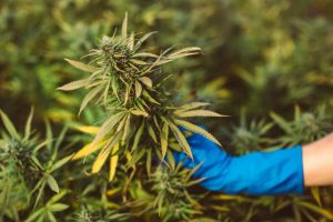 State Lawmakers Reviewing the Proximity Limit of Hemp and Marijuana Farms