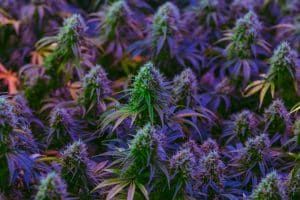 Stinking Hemp Facility in Pennsylvania Ordered to Shut, Citing Air Pollution