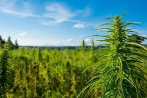 USDA Approves First State Hemp Plans for 3 US States