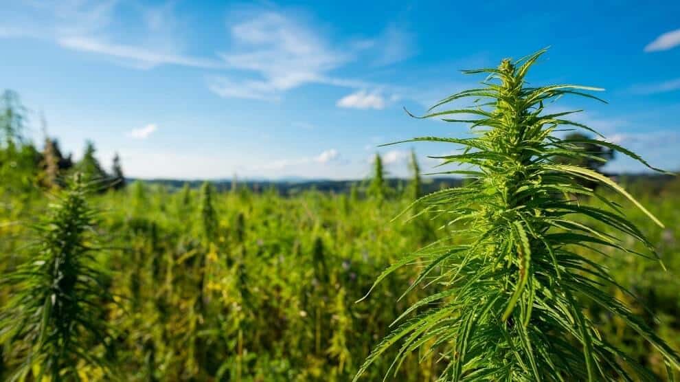 USDA Approves First State Hemp Plans for 3 US States