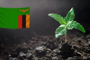 Zambia Legalizes Marijuana Cultivation for Medicinal Use and Export
