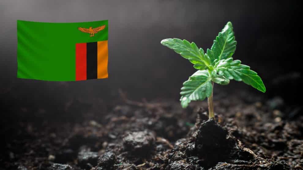 Zambia Legalizes Marijuana Cultivation for Medicinal Use and Export