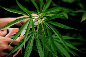 The Cannabis Giant Alberta Fires 10% Workforce