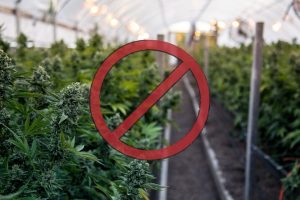 Camarillo City Council Imposes Ban on Hemp Cultivation