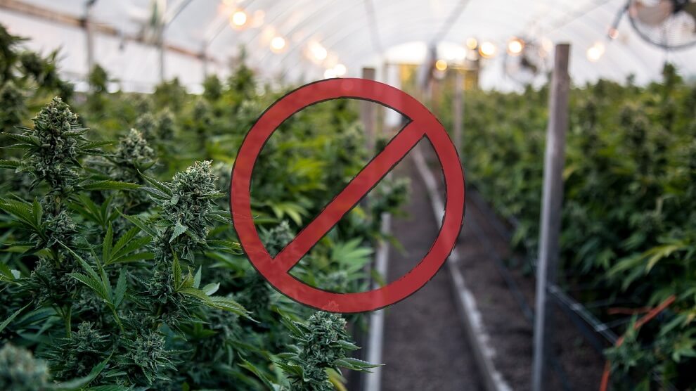 Camarillo City Council Imposes Ban on Hemp Cultivation