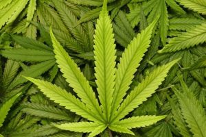 New Site for Building Hemp Production Hub Finalized