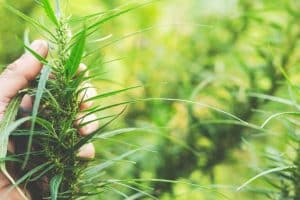 Kansas to Create Regulatory Framework for Commercial Hemp Production