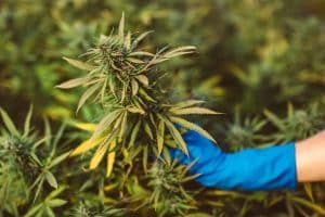 Hemp Farmers From Maine Demand Easier THC Rules