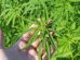 Biodynamic Ventures to Expand its Hemp Acres in 2020