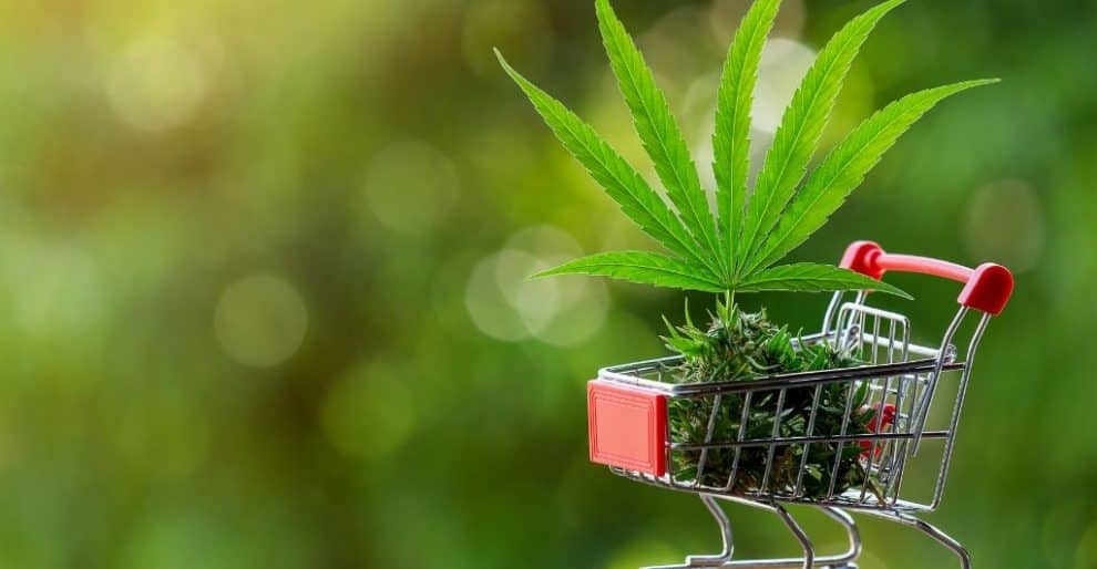 Illegally Grown Marijuana Plants Found in Northern California