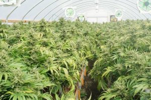 Utah expands medical cannabis access