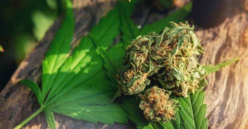 marijuana stores draw buyers to southwest michigan