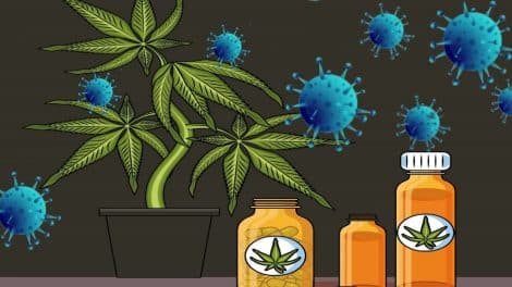 Cannabis and CBD Are Helpful in COVID-19 Outbreak
