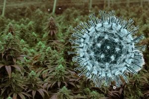 Here’s How Coronavirus can affect Cannabis Sector