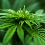 Argentina Opens Its First Industrial Park for Cannabis Production