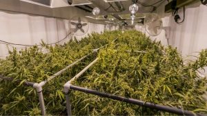 Trym to Use Crop Streaming for Cannabis Seed-to-Sale Platform