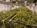 Trym to Use Crop Streaming for Cannabis Seed-to-Sale Platform